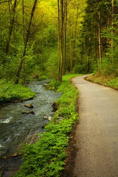 avenue of trees in the green wood