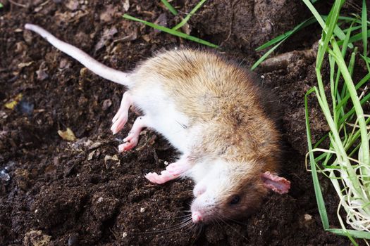 Redhead poisoned rat lies on the plow