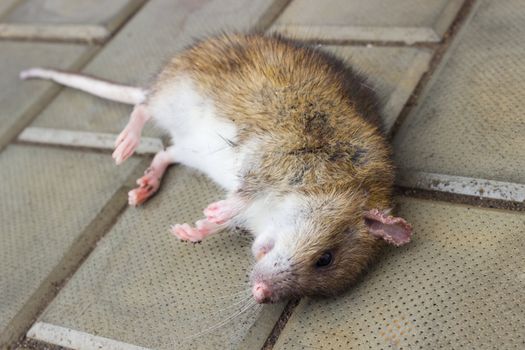 A poisoned rat lying on the stone floor