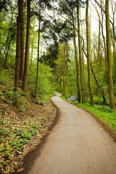 avenue of trees in the green wood