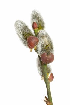 The inflorescence of a willow. All on white background.
** Note: Slight blurriness, best at smaller sizes.