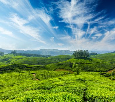 Indian tea concept background - tea plantations. Munnar, Kerala, India