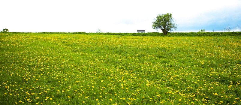 lonely tree and a bench on the field of dandelion against the sky