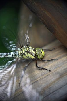 An emperor dragonfly. In detail a southern hawker.
** Note: Shallow depth of field.