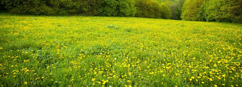 background field of dandelions