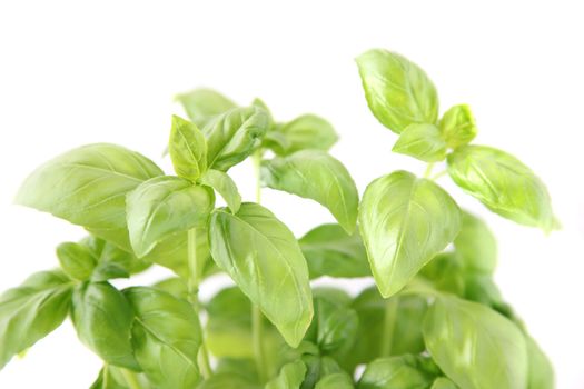 A fresh basil plant in front of a plain white background.