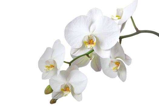 A tender white orchid. All isolated on white background.