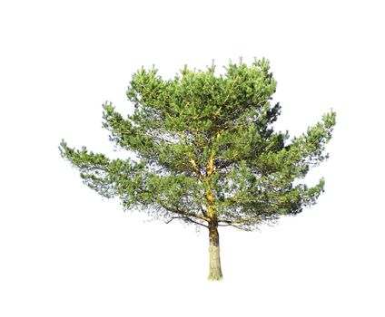 Isolated conifer