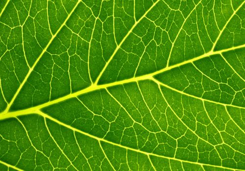 Structure of a green leaf.
