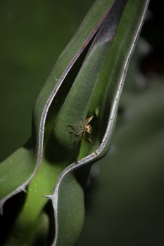 Agave cactus leave and an insect hiding in it