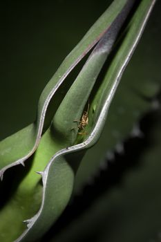 Agave cactus leave and an insect hiding in it