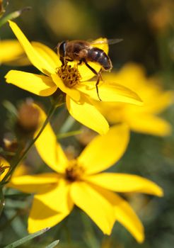 Bee pollination the yellow flowers and making honey.