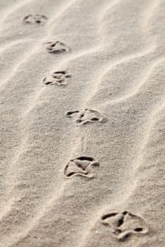 Seagull footprints in the sand on the beach.