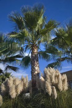 Palm Trees Pampas Grass Daroush Vineyard Napa Vineyards California  Owner of Daroush is from Iran and winery is designed like Persopolis in Ancient Persia