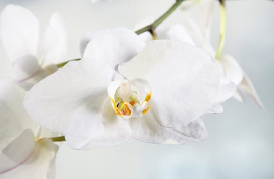 A tender white orchid. All isolated on light background.