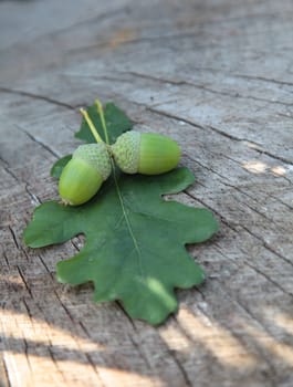 A single oak leaf and some balaniferous lying on a trunk of a tree.