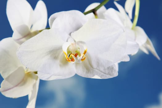 A tender white orchid. All isolated on blue background.