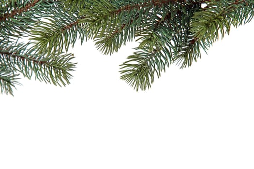 Fir branches of a christmas decoration on white backlground.