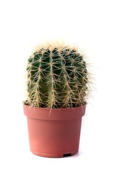 A small golden barrel cactus. All isolated on white background.