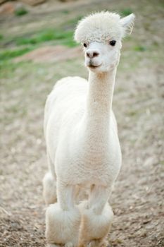 Single white sheared Alpaka standing in the meadow