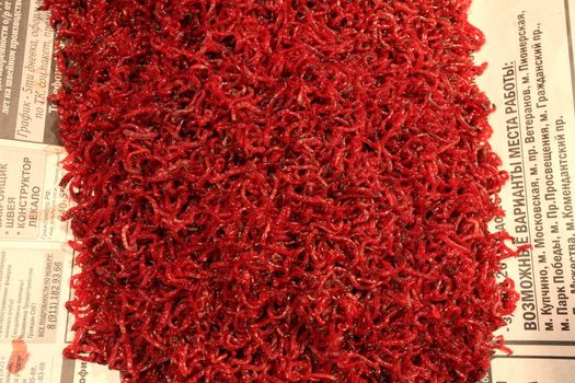 bloodworms, mosquito larvae, the bait to the fish
