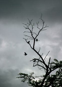 Silhouettes of a bird on a tree. Illustration to magazine about nature