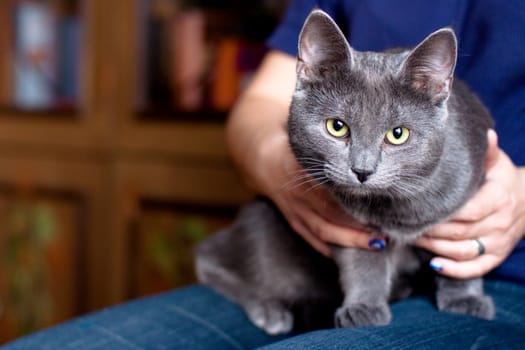 grey cat sitting on lap
