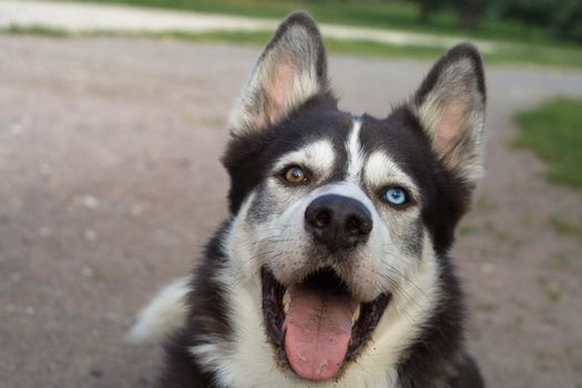 Dog with different eyes look at you
