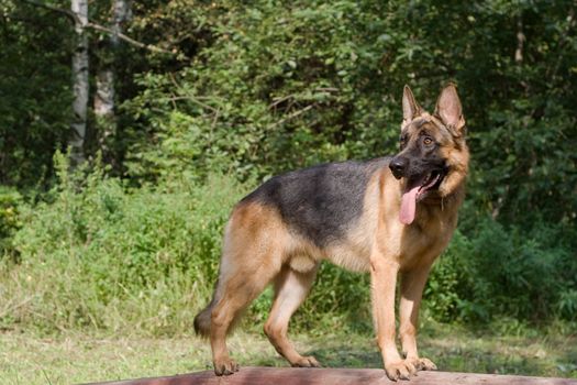 German shepherd on wooden construction

