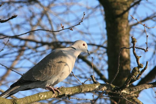 dove tree