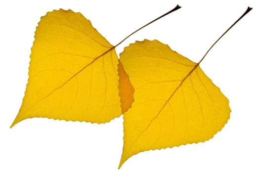 Fallen poplar leaves back lit on lightbox w/ clipping path