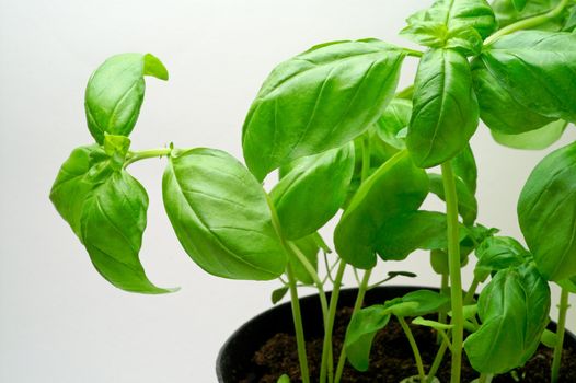 Basil pot 