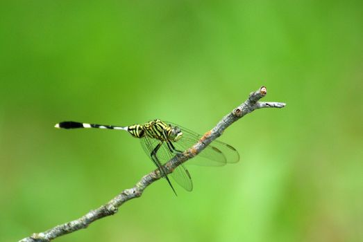 dragonfly (ictinogomphus decoratus melaenops) sitting in a plant which found in chinese garden at singapore