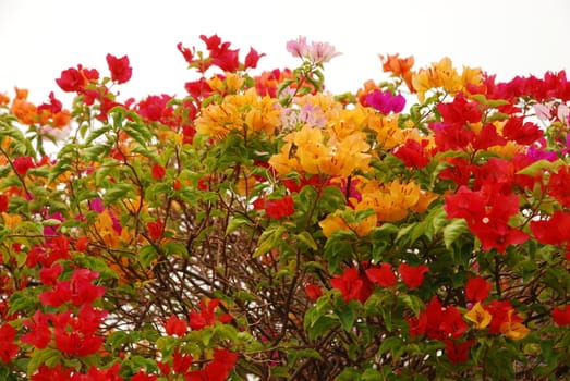 Beautiful and colourful bougainvillea flowers in a garden
