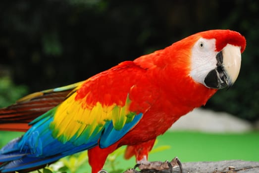 A beautiful red macaw bird sitting in a bird park