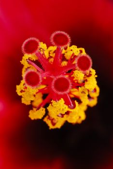 View of red hibiscus flower macro