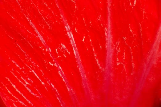 Extreme macro view of red hibiscus flower petal