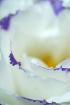 Extreme macro details of a white & violet flower petals