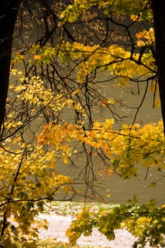 Two trees in golden fall forest
