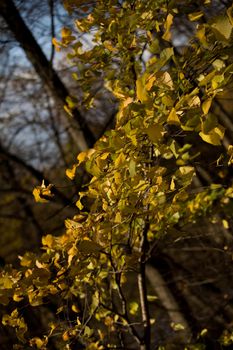 yellow leaves in autumn forest
