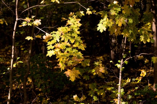 maple yellow leaves in autumn forest
