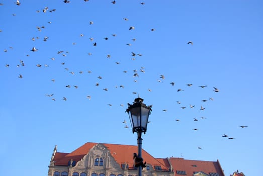 Flying pigeons on the square of Wroclaw.