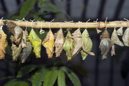 Cocoons (simulated grown up butterflies in reserve)