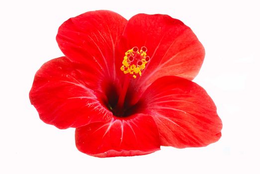 View of hibiscus flower isolated in while background