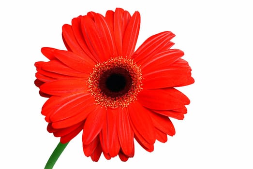 Red colour daisy flower isolated in white background