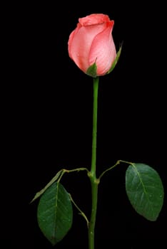 View of pink rose with stem isolated in black background