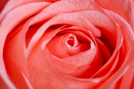 Extreme Macro View of pink rose petals