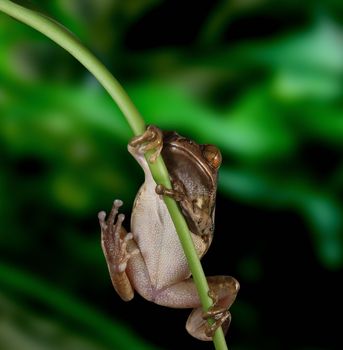 A Peacock Tree Frog hangs on the stem of a flower with green plants in the background. This frog has very large detailed bug eyes. A clipping path is included.