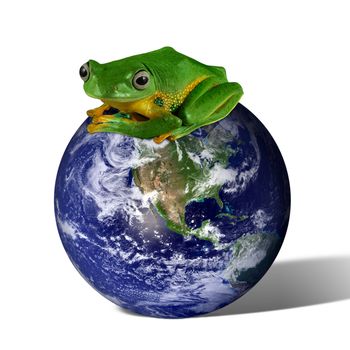 A Wallace Flying Frog (Rhacophorus Nigropalmatus) sits upon the earth. Tropical animals like this frog could one day become extinct with the continued deforestation of the rainforests.