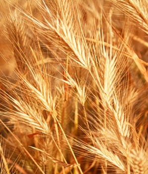 Golden ears can use as background 